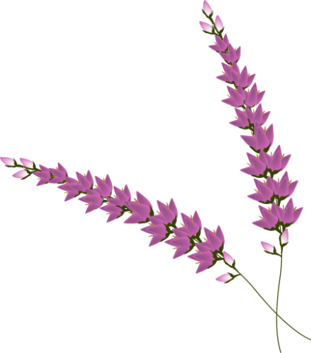 Lila Blume