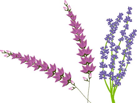 Lila Blume